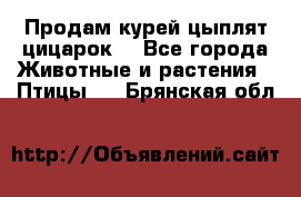 Продам курей цыплят,цицарок. - Все города Животные и растения » Птицы   . Брянская обл.